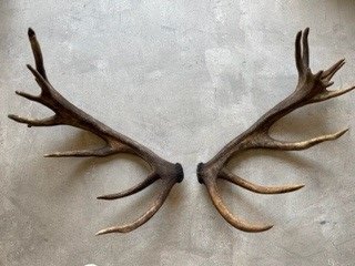 Large Set of Antlers - Set 11 - Red Deer - Sharpham Park