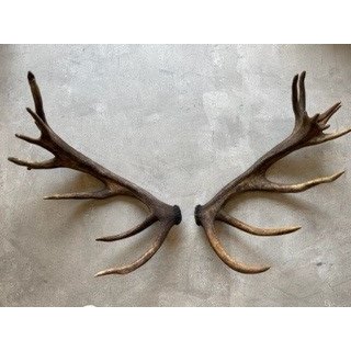 Large Set of Antlers - Set 11