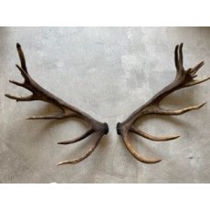 Large Set of Antlers