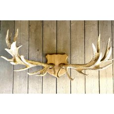 Mounted XXL "Monarch" 27 Point Set of Red Deer Antlers