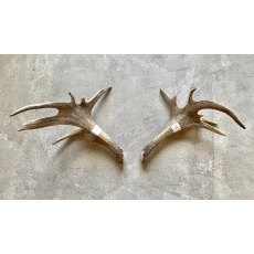 Medium Set of Antlers - Set 8