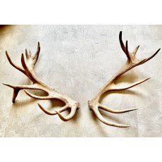 Large Set of Antlers - Set 14
