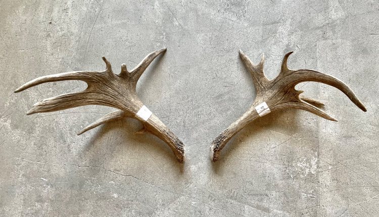 Medium Set of Antlers